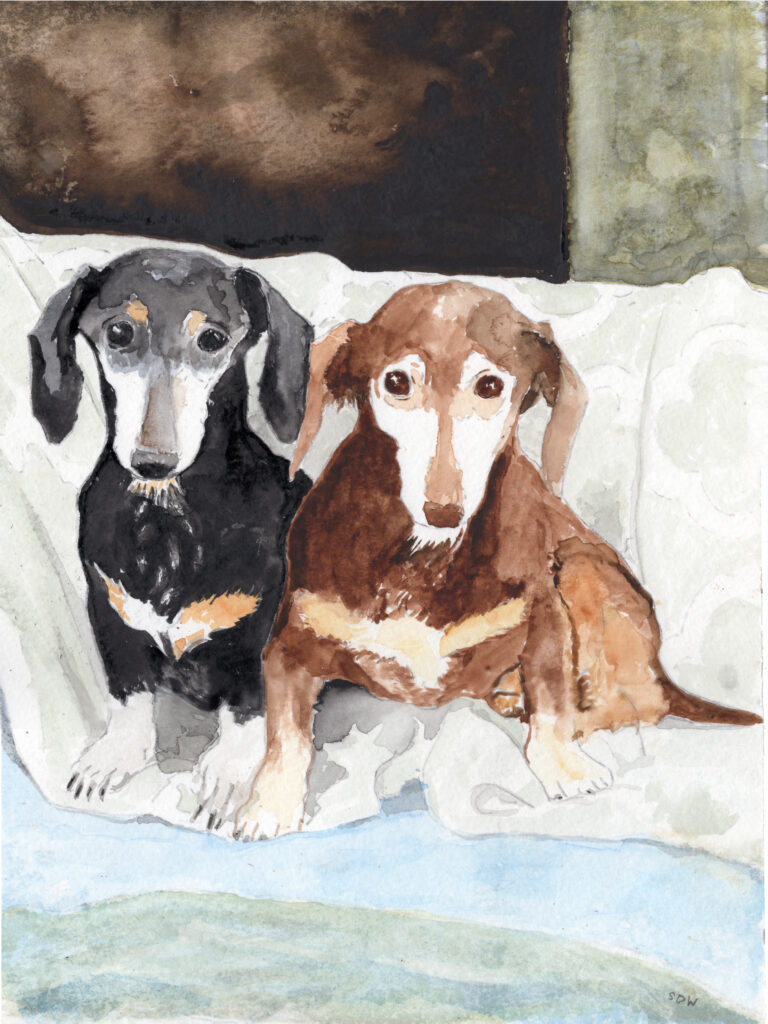 The brothers long-paw Reese and MI-5 (dachshunds) rendered as a portrait on paper in watercolor